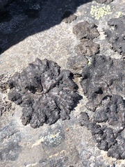 Umbilicaria torrefacta