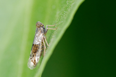 Reptalus melanochaetus