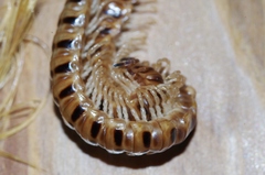 Chamberlinius hualienensis