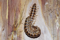 Chamberlinius hualienensis