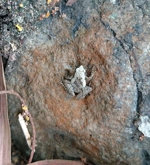 Microhyla palmipes