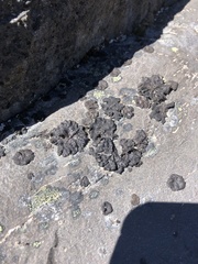 Umbilicaria torrefacta