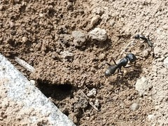 Camponotus japonicus