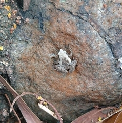 Microhyla palmipes