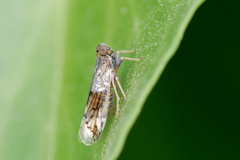 Reptalus melanochaetus