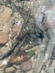 Euastacus