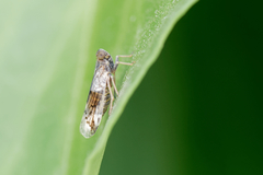 Reptalus melanochaetus