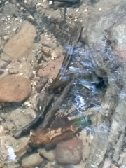 Euastacus