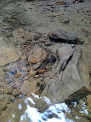 Euastacus
