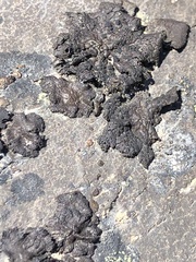 Umbilicaria torrefacta