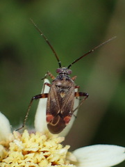 Polymerus basalis