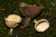 Tarzetta cupularis