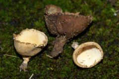 Tarzetta cupularis