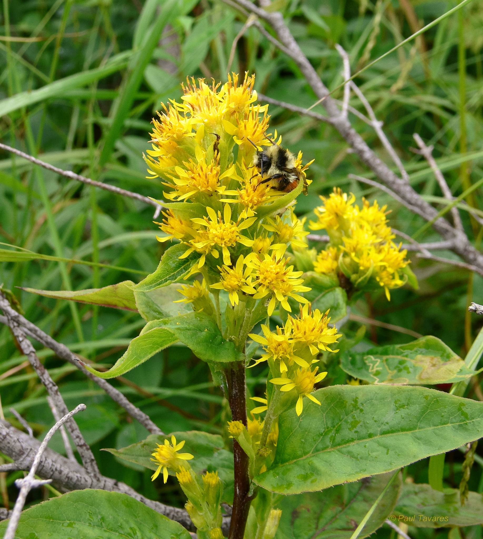 Solidago macrophylla