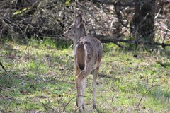 Odocoileus virginianus leucurus