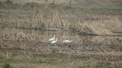 Egretta garzetta