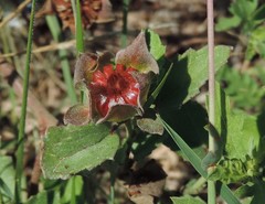 Malvastrum aurantiacum