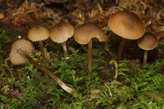 Sagaranella tylicolor