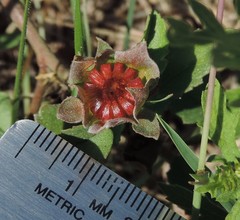 Malvastrum aurantiacum