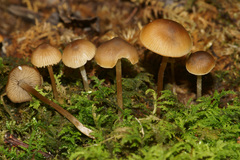 Sagaranella tylicolor