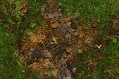 Sagaranella tylicolor