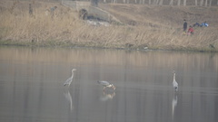 Ardea cinerea