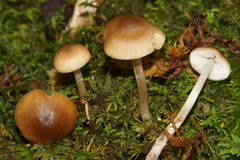 Sagaranella tylicolor