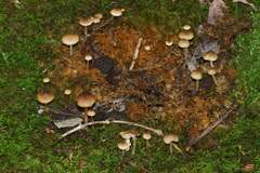 Sagaranella tylicolor