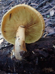 Gymnopilus ferruginosus