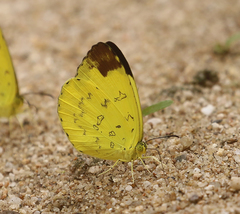 Eurema simulatrix
