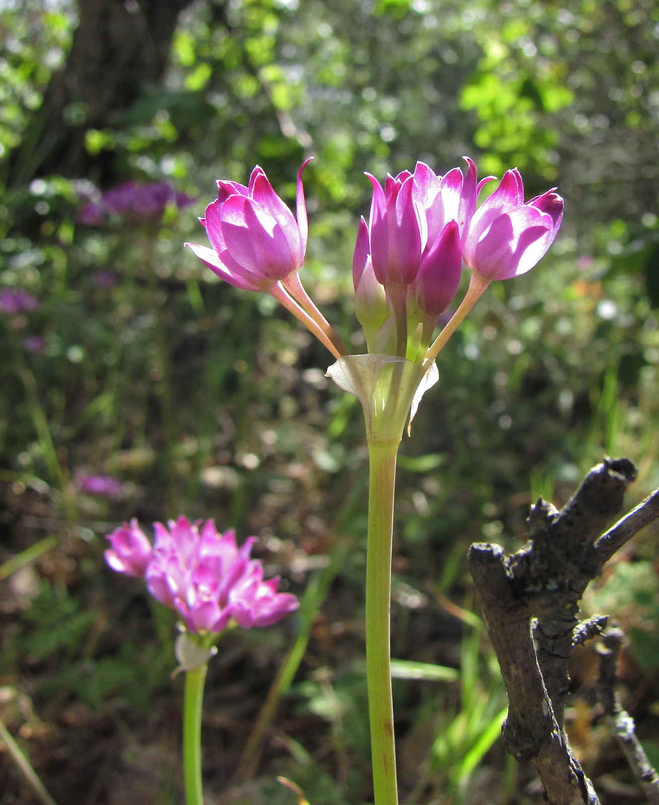 Allium dichlamydeum
