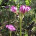 Allium dichlamydeum - Photo (c) randomtruth, algunos derechos reservados (CC BY-NC-SA)
