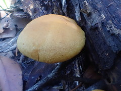 Gymnopilus ferruginosus