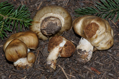 Cortinarius pinguis