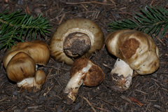 Cortinarius pinguis