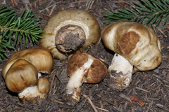 Cortinarius pinguis