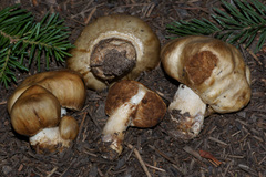 Cortinarius pinguis