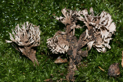 Thelephora anthocephala