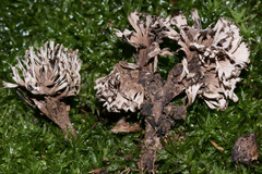 Thelephora anthocephala