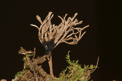 Thelephora anthocephala