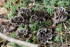 Thelephora caryophyllea