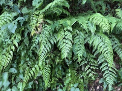 Asplenium neolaserpitiifolium