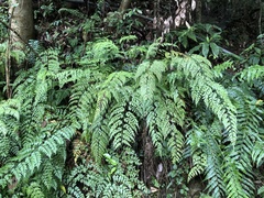 Asplenium neolaserpitiifolium