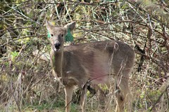 Odocoileus virginianus leucurus