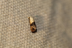 Eugnosta erigeronana