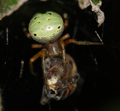 Neoscona rufipalpis