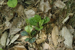 Pyrola japonica