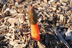Phallus rubicundus