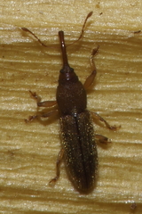 Arecocryptus bellus