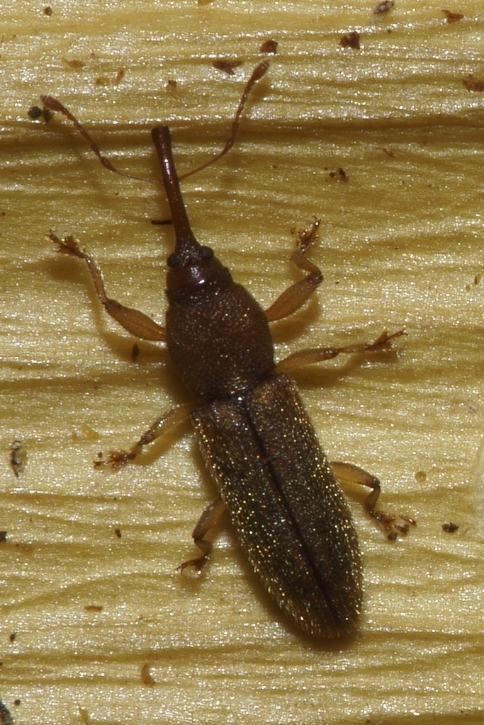 Nikau Weevil